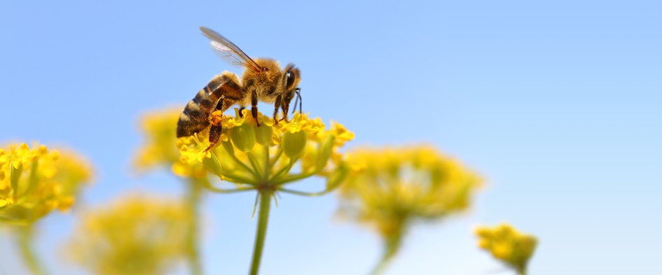 Honeybee harvesting pollen from blooming flowers - Fotograf MOY